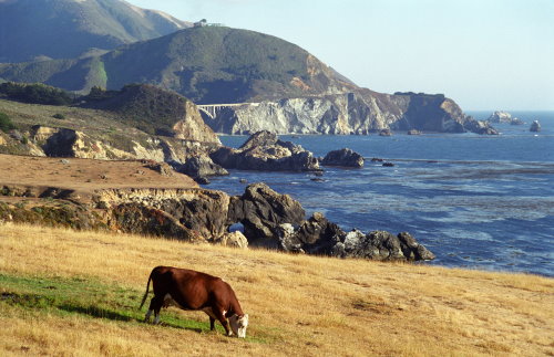 Big Sur Cow