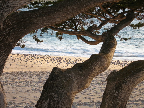 Seagulls and Cypress 